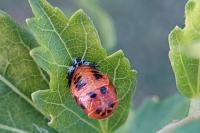 Harmonia axyridis