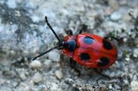 Endomychus coccineus