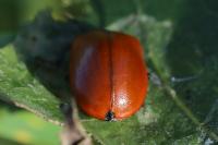 Chrysomela populi