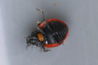 Coccinella septempunctata