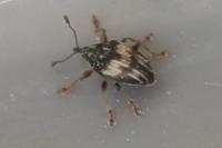 Nanophyes marmoratus