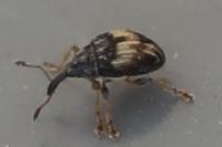Nanophyes marmoratus