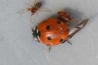Coccinella septempunctata