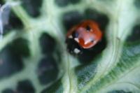 Coccinella septempunctata