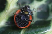 Coccinella septempunctata