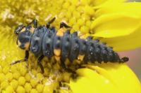 Coccinella septempunctata