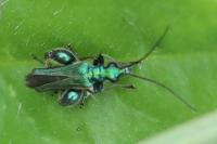 Oedemera nobilis