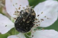 Oxythyrea funesta