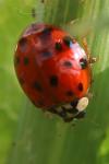 Harmonia axyridis