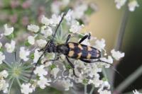 Leptura quadrifasciata