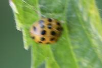 Harmonia axyridis