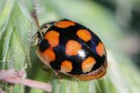 Adalia decempunctata