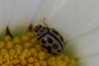 Tytthaspis sedecimpunctata