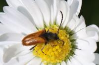 Pseudovadonia livida