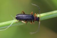 Cantharis flavilabris