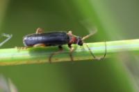 Cantharis flavilabris