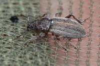 Polydrusus marginatus