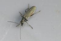 Oedemera