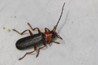 Cantharis flavilabris