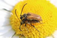 Pseudovadonia livida