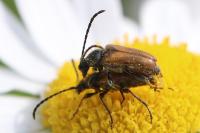 Pseudovadonia livida