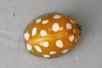 Halyzia sedecimguttata