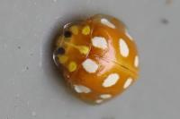 Halyzia sedecimguttata