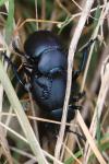 Timarcha tenebricosa
