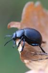 Timarcha tenebricosa