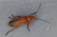 Rhagonycha fulva
