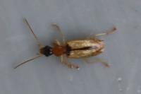 Demetrias atricapillus