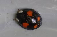 Harmonia axyridis