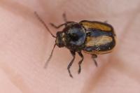 Cryptocephalus vittatus