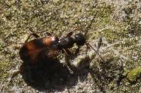 Anthicus antherinus