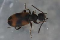 Anthicus antherinus