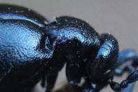 Meloe violaceus