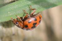 Subcoccinella vigintiquatuorpunctata
