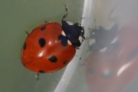 Coccinella septempunctata