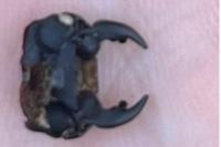 Dorcus parallelipipedus