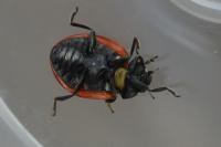 Coccinella septempunctata