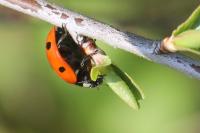 Coccinella septempunctata