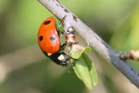 Coccinella septempunctata