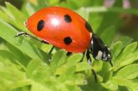 Coccinella septempunctata
