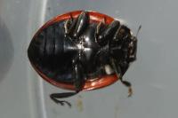 Coccinella septempunctata