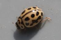 Tytthaspis sedecimpunctata
