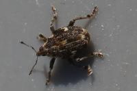 Nedyus quadrimaculatus