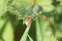 Phyllobius pyri