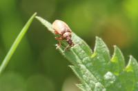 Phyllobius pyri