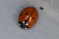 Coccinella septempunctata
