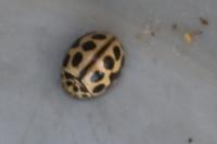 Tytthaspis sedecimpunctata